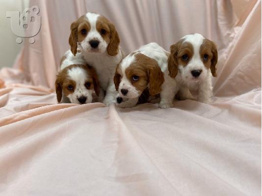 PoulaTo: κουτάβια Cavalier King Charles Spaniel
