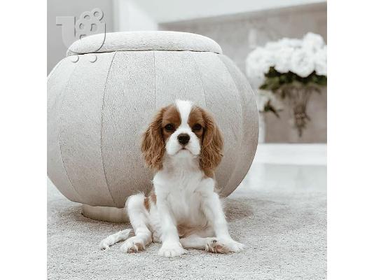 PoulaTo: Διατίθενται κουτάβια Cavalier King Charles Spaniel