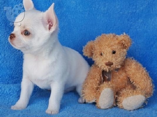PoulaTo: Σπιτς μινι / Pomeranian κουτάβια /