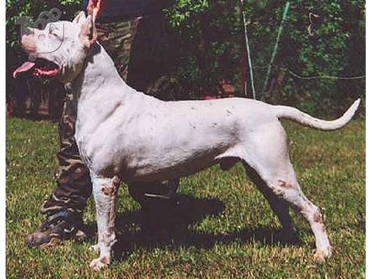 Dogo Argentino Koutavakia