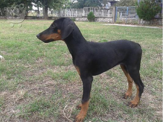 PoulaTo: doberman κουταβια θηλυκα