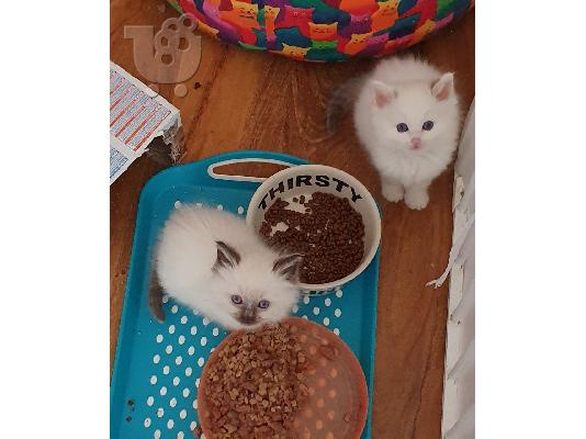 PoulaTo: Αξιολάτρευτο RAGDOLL KITTENS