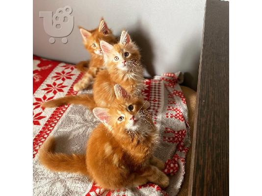 PoulaTo: πανέμορφα γατάκια Maine Coon