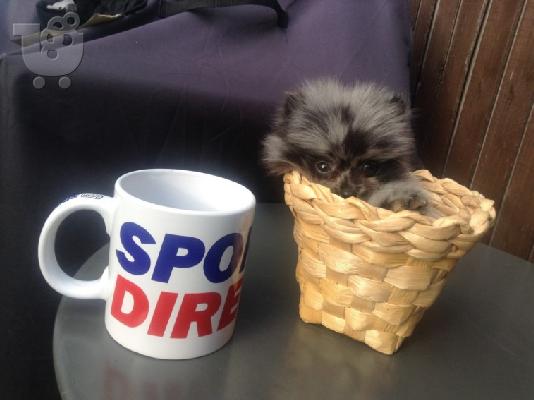 PoulaTo: Ανήσυχο γενεαλογικό Pomeranian Puppy έτοιμο για υιοθεσία! Είναι ένα μικροσκοπικό φλιτζάνι τσαγιού :)
