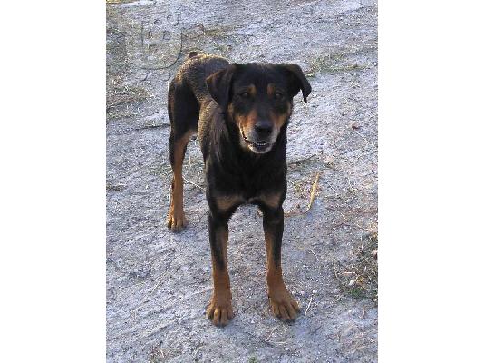 PoulaTo: ROTTWEILER ΗΜΙΑΙΜΗ ΧΑΡΙΖΕΤΑΙ