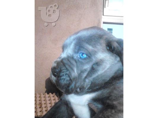 CANE CORSO GRI