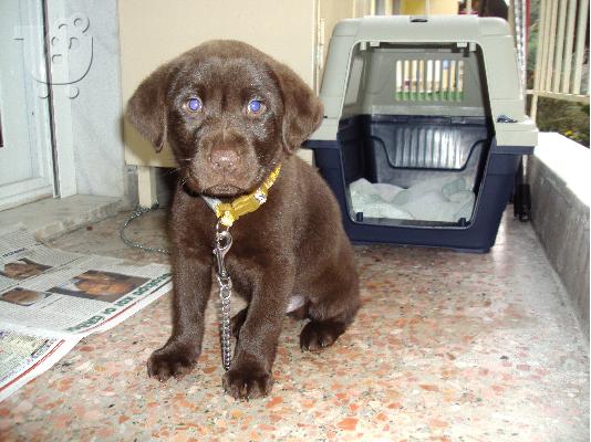 PoulaTo: ΛΑΜΠΡΑΝΤΟΡ ΣΟΚΟΛΑΤΙ LABRADOR CHOCOLATE