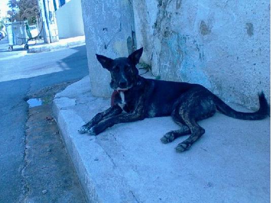 ΛΥΚΑΙΝΑ ΗΜΙΑΙΜΗ ΧΑΡΙΖΕΤΑΙ