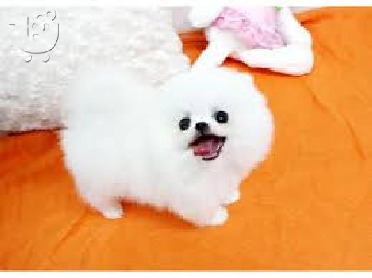 Αξιολάτρευτο Pomeranian Puppies