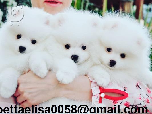 PoulaTo: Καταπληκτικά κουτάβια από Pomeranian!