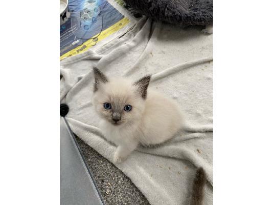 Έχω ένα πανέμορφο μικρό Ragdolls για πώληση. 4 αγόρια και 1 κορίτσι....
