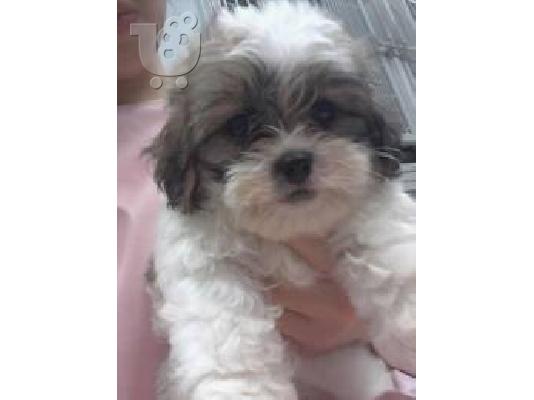 Shih stu