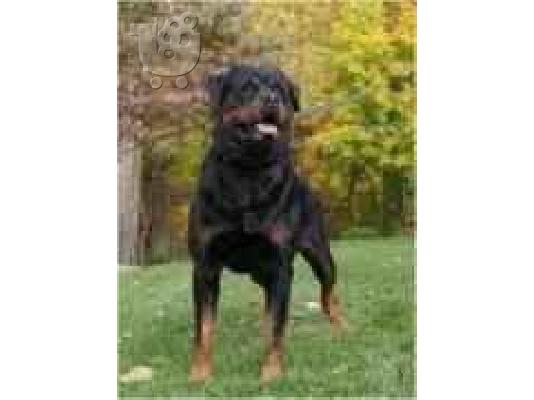 PoulaTo: (ROTTWAILER ( ΡΟΤΒΑΙΛΕΡ)) Ροτβάιλερ