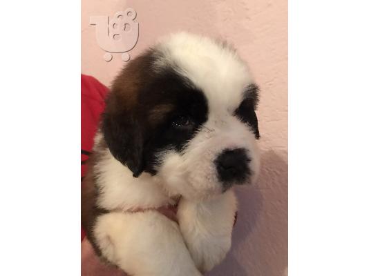 Κουτάβια Saint Bernard