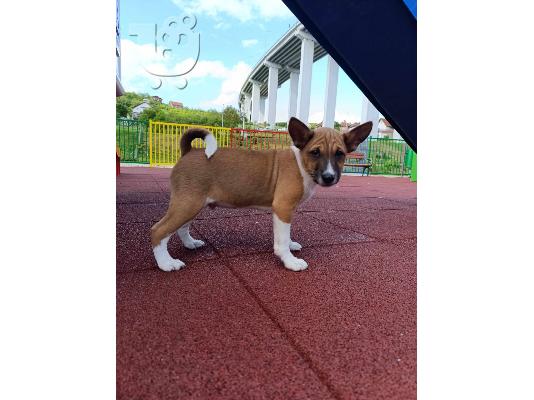 Basenji κουτάβια προς πώληση