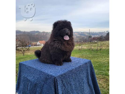 Πουλάκια Chow Chow
