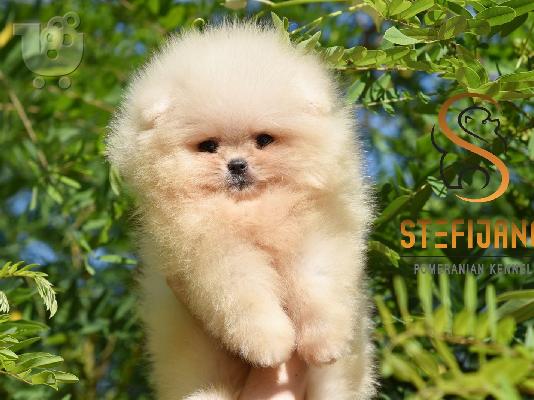 Κουτάβια Pomeranian BOO, κουτάβια Pomeranian Spitz