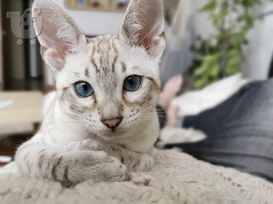 Ekpliktiká asprómavra gatákia tis Vengális Christougenniátika gatákia