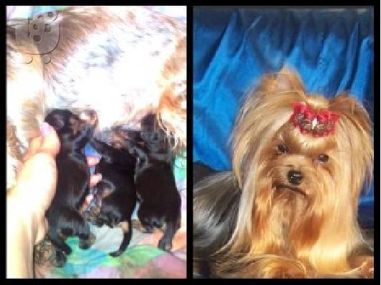 YORKSHIRE TERRIER