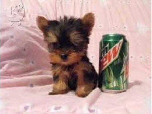 PoulaTo: yorkshire puppy for 200 euro