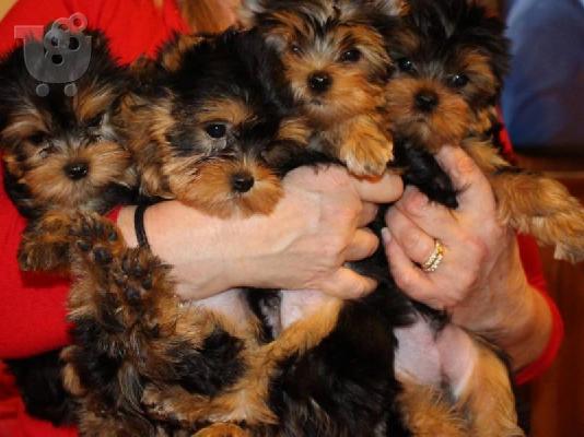 PoulaTo: Yorkshire terrier