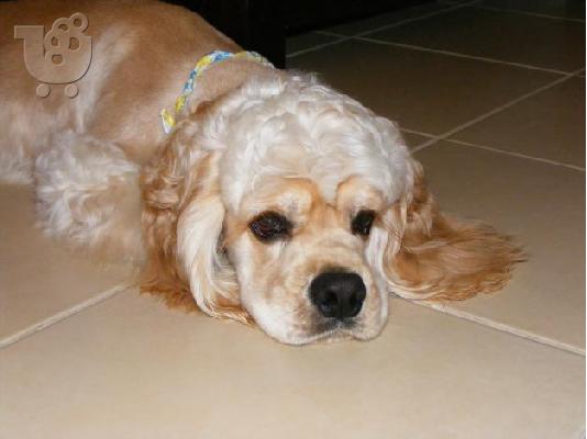 PoulaTo: akc cocker spaniel for sale