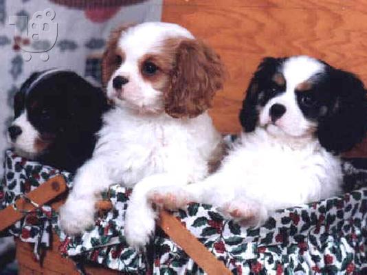 PoulaTo:  Cavalier King Charles σπανιέλ κουτάβια για καλή σπίτια Κόλι