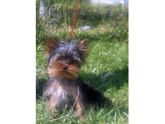 Yorkshire terrier-Γιορκσαιρ τεριε