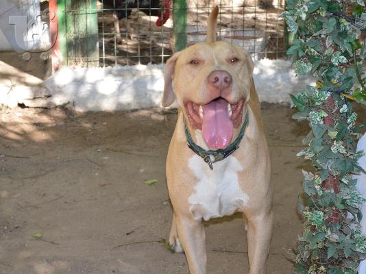 pit bull red nose