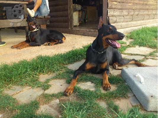 KOYTABIA DOBERMAN