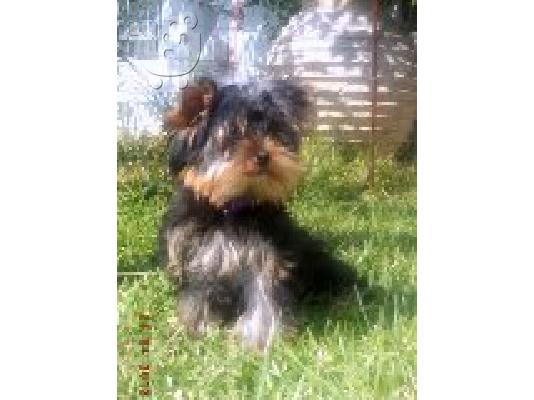 PoulaTo: yorkshire-terrier