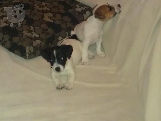 jack russell 2 κουταβια θυλικα