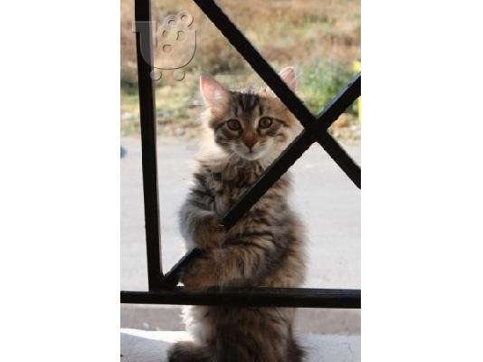 ΓΑΤΑ ΤΗΣ ΣΙΒΗΡΙΑΣ