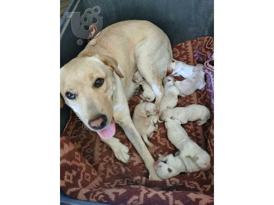 Aρσενικά κουτάβια labrador retriever