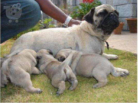 PoulaTo: PUG PUPPIES