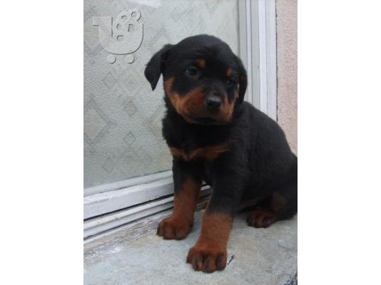 PoulaTo: Πωλουνται ROTTWEILER Ροτβάιλερ Ροτβάιλερ