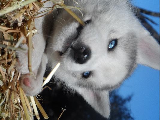 PoulaTo: Seberian Husky