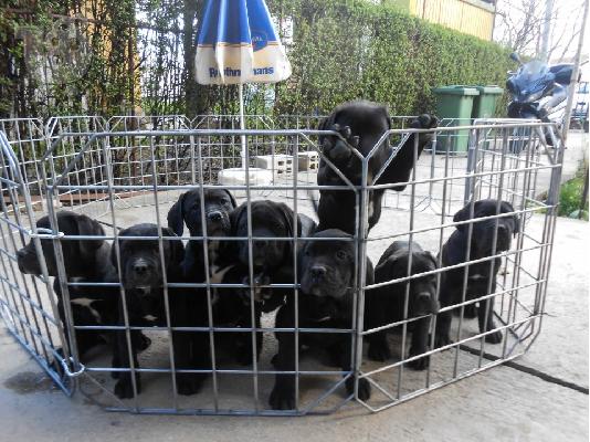 PoulaTo: CANE CORSO =PEDIGREE