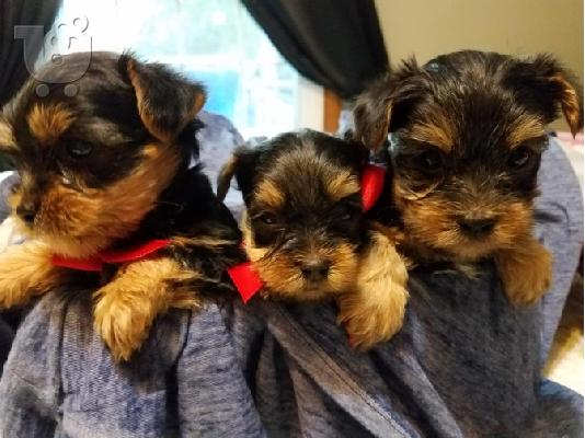PoulaTo: Μικρά κουτάβια Yorkie