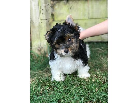 Yorkshire Terrier σκυλιά και κουτάβια προς πώληση