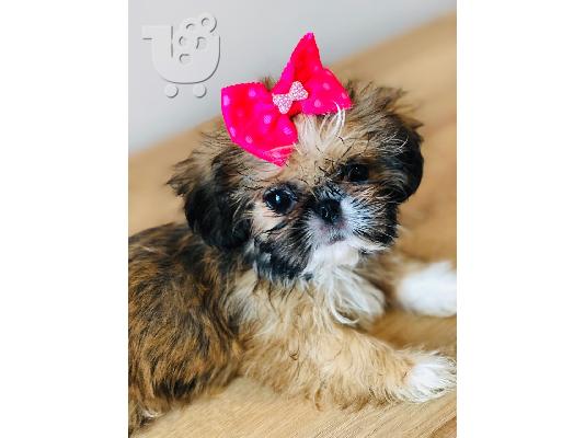 Κουτάβια Shih Tzu