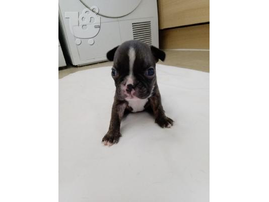 Lovely Boston Terrier Pups kontaktirajte me preko (whatsapp 32460219218) ili (viber 237679...