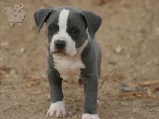 PoulaTo: Όμορφα κουτάβια Pitbull !!