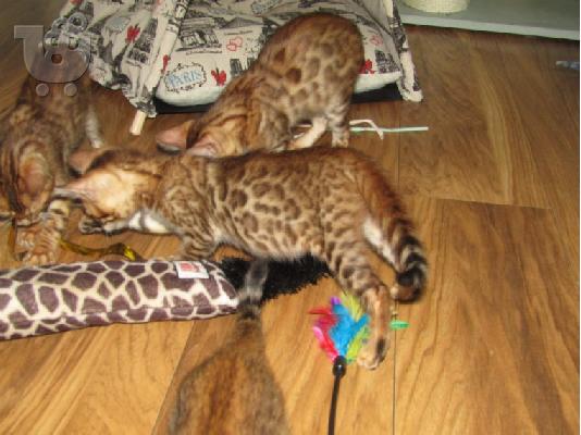 Γατάκι Savana Bengal