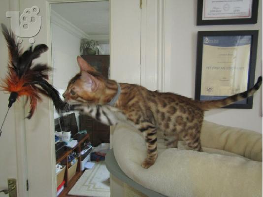 Γατάκι Savana Bengal