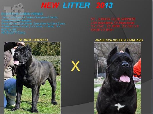 PoulaTo: Κουτάβια Cane Corso