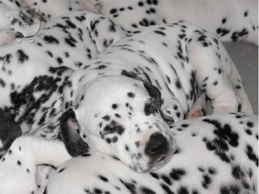 PoulaTo: Dalmata Αρσενικά και θηλυκά