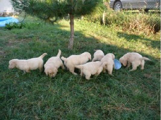 PoulaTo: GOLDEN RETRIVER