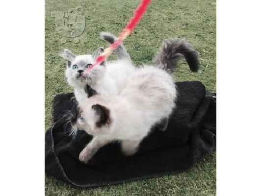 PoulaTo: Έτοιμο τώρα Ragdoll Γατάκια