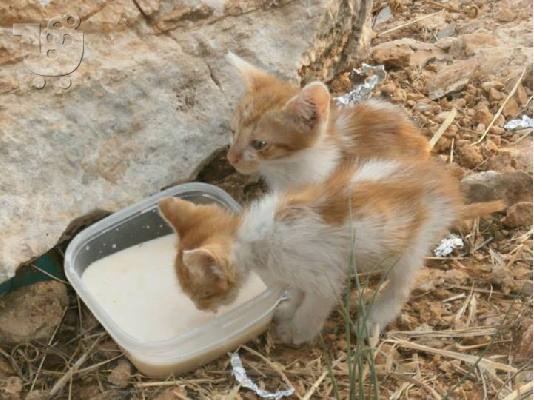 PoulaTo: Γατακια χαριζονται